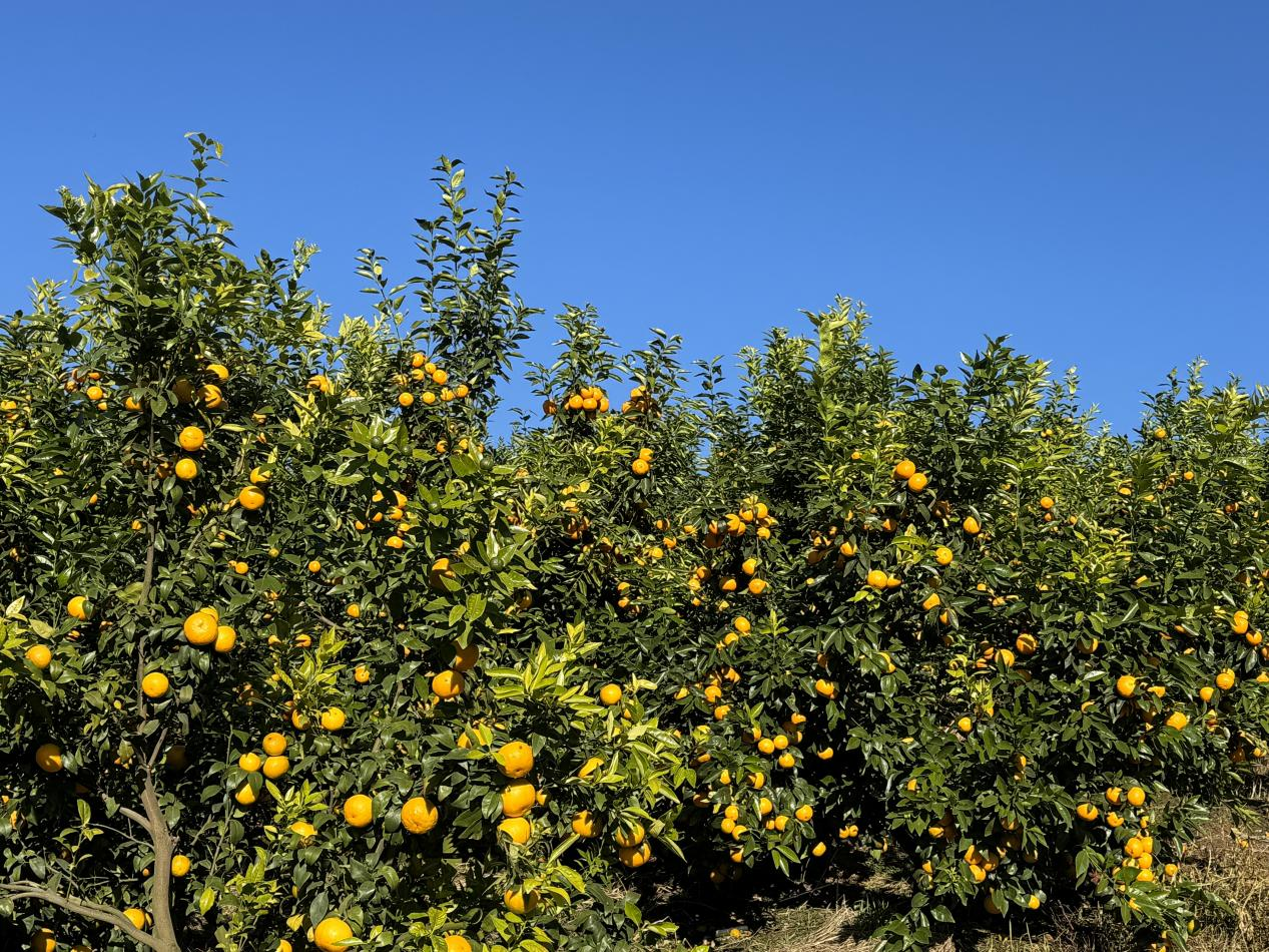 云南鳳慶：以水為媒，以智賦能，繪就鄉村振興新時代畫卷